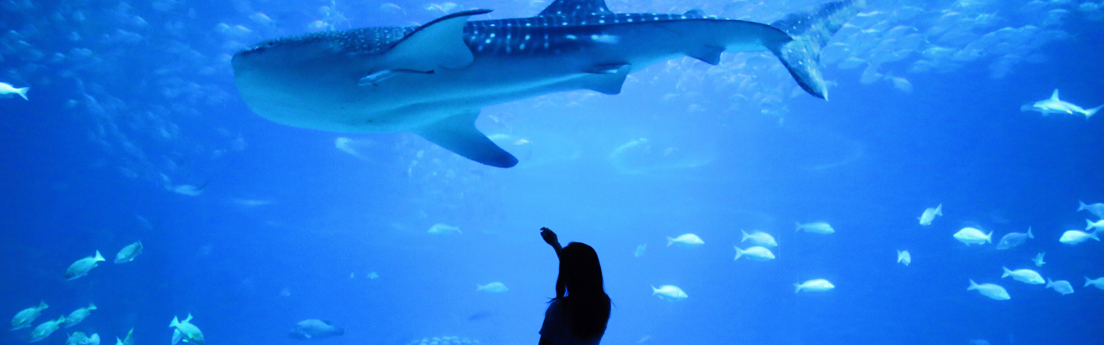 silhoutte of female in front of an aquarium  of fish reaching out to touch shark