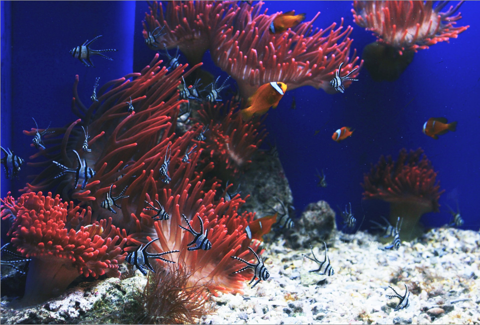 Colourful image clownfish in their enviornment