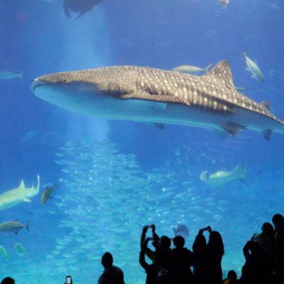 Image of crowd in front of an aquarium taking pictures of large shark