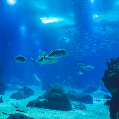Image of school of fish and rocks in aquarium