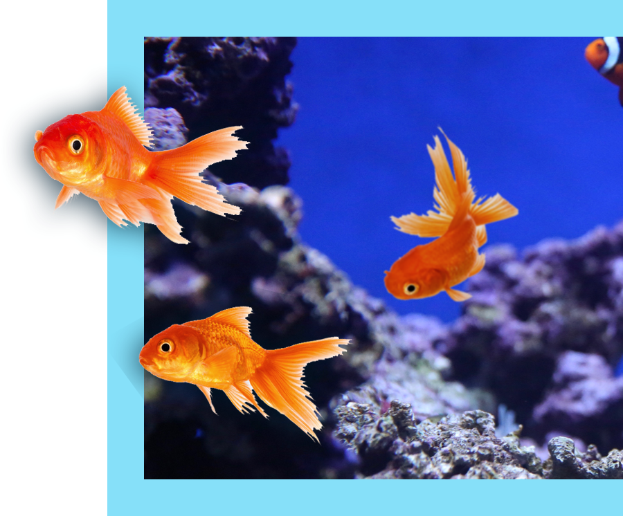 three fish under the sea