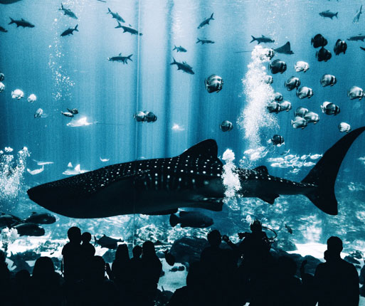 Image of people looking at aquarium with fish and a large shark